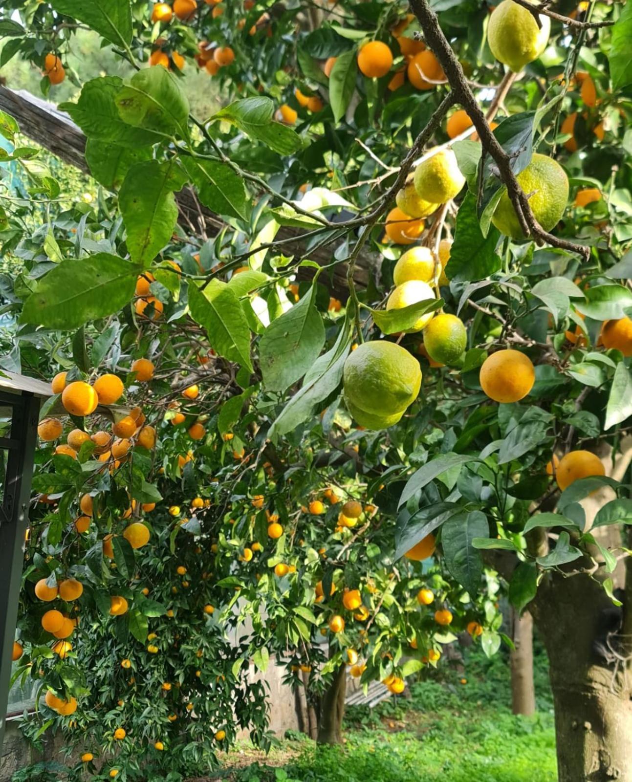 Casa Rosellina Sorrento Villa Buitenkant foto
